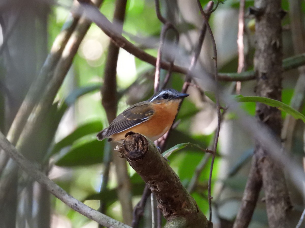 Black-cheeked Gnateater - ML647073090