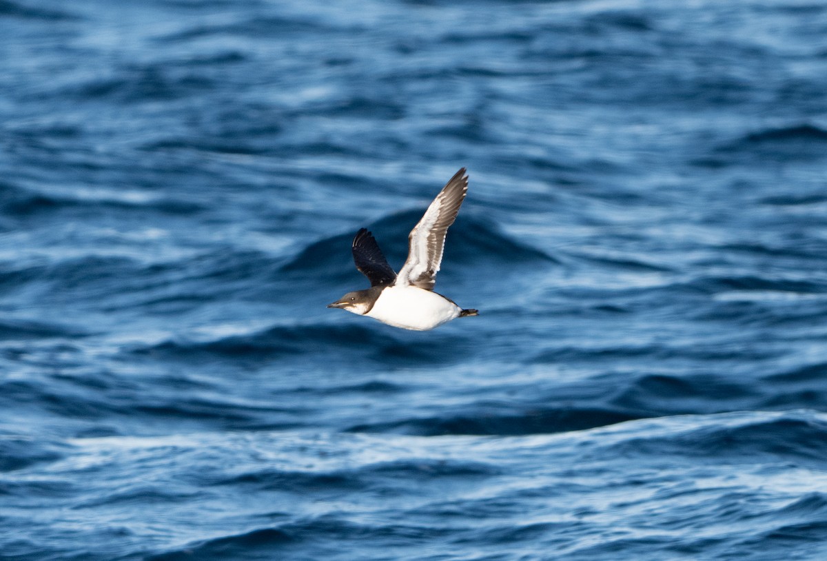 Толстоклювая кайра - ML647073102