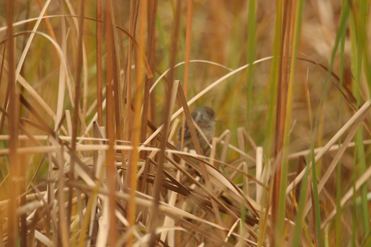 Chingolo de Nelson - ML647073115