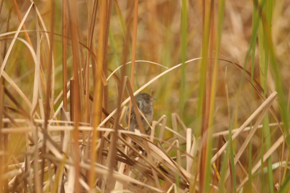 Chingolo de Nelson - ML647073116