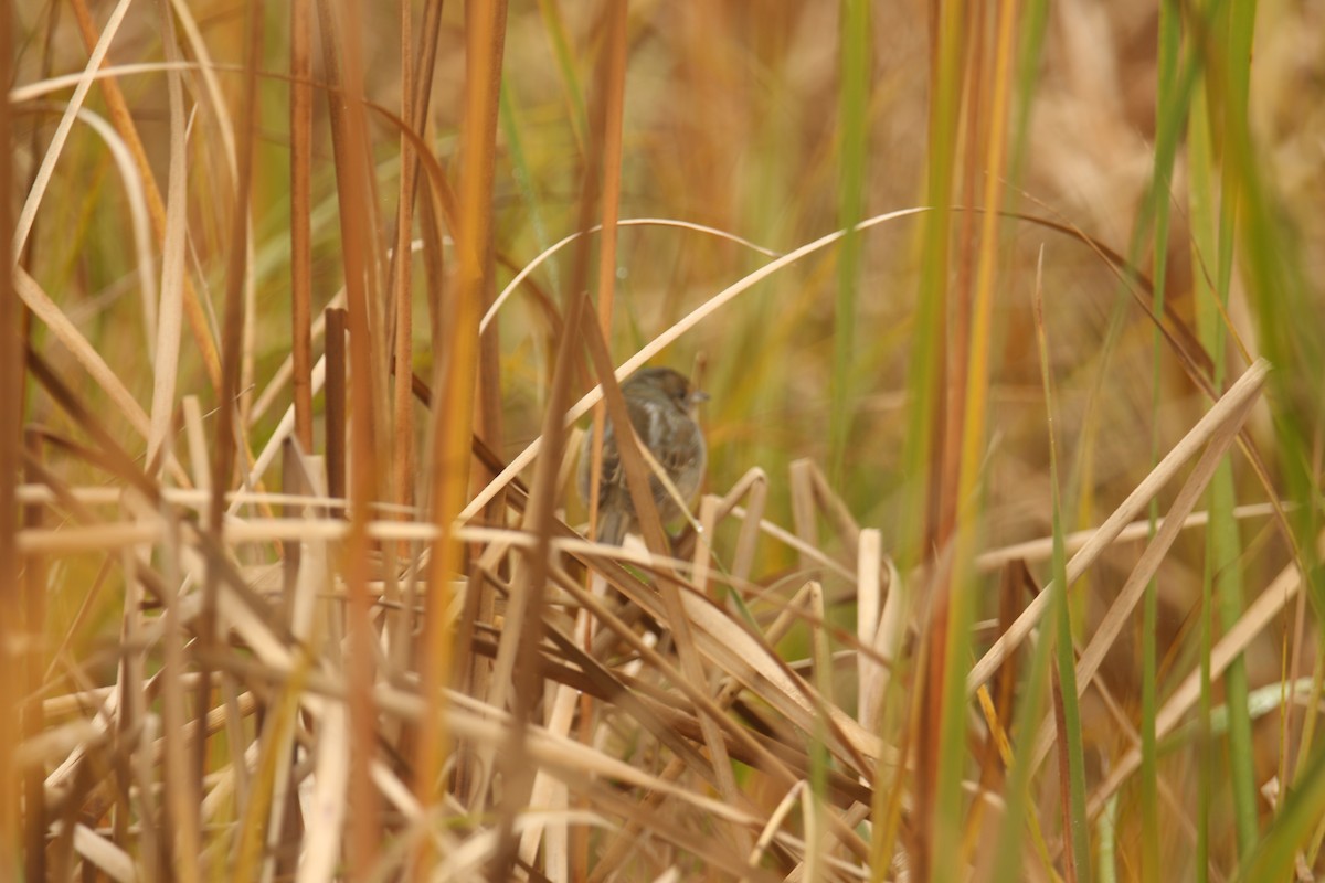 Chingolo de Nelson - ML647073117