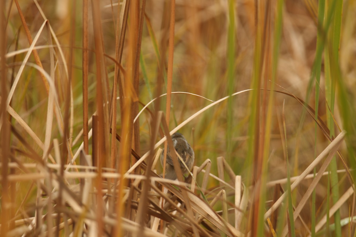 Chingolo de Nelson - ML647073121