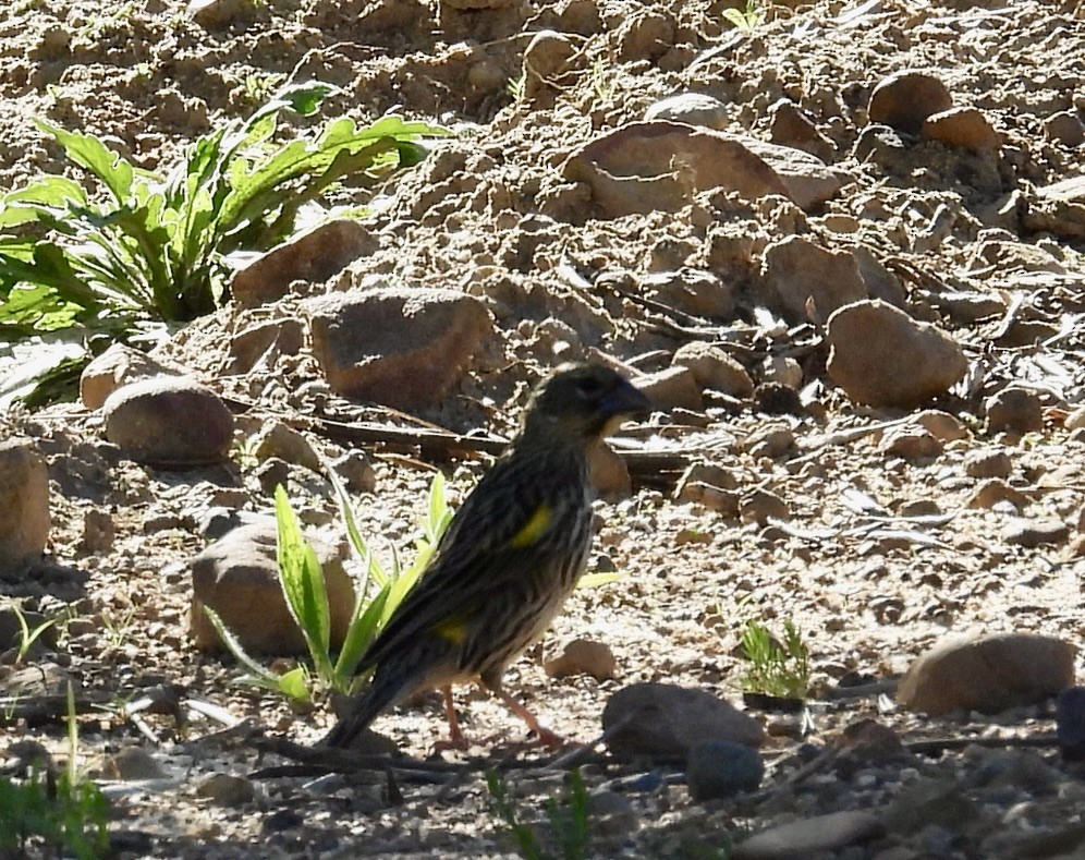 Вайдаг товстодзьобий - ML647073122