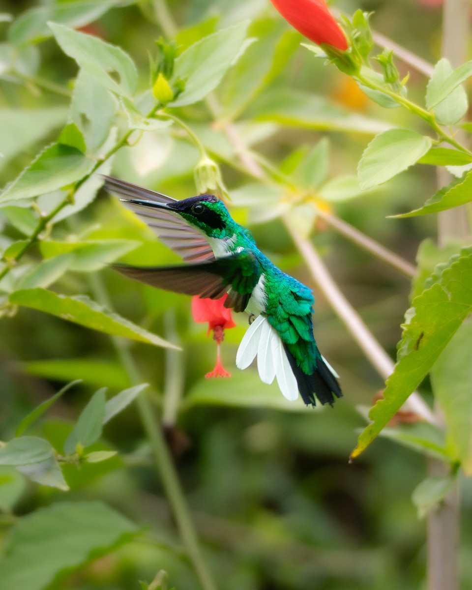 Purple-crowned Fairy - ML647073126