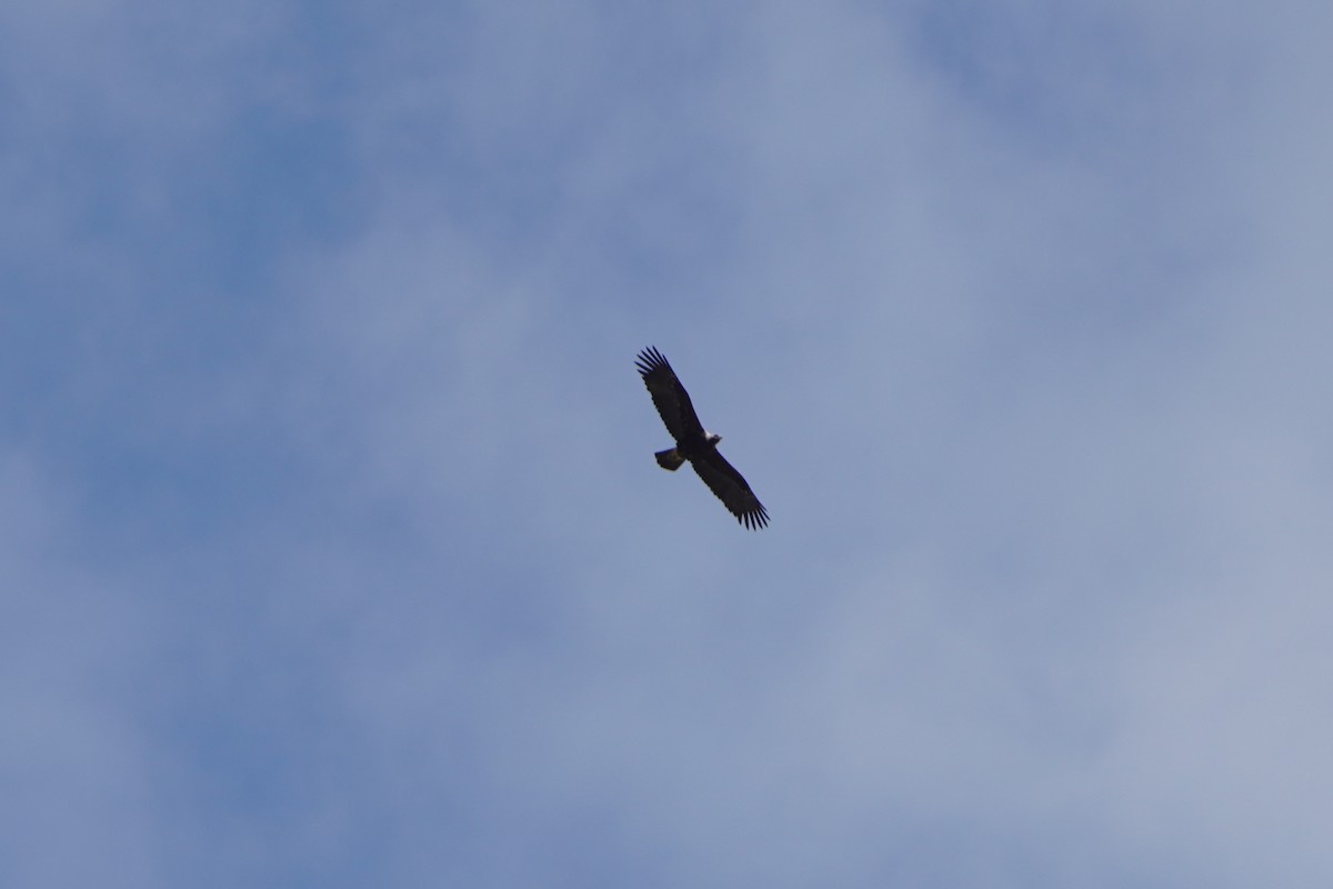 白肩鵰 - ML647073141