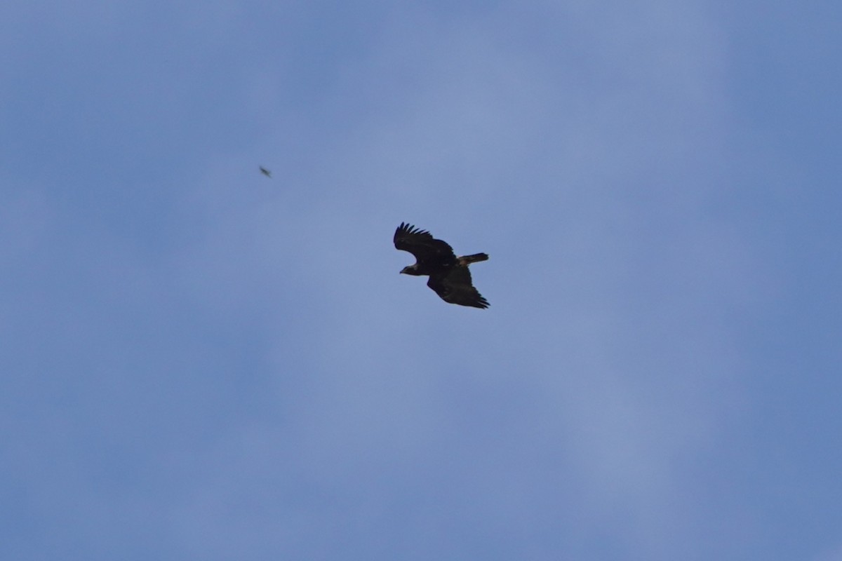 白肩鵰 - ML647073143