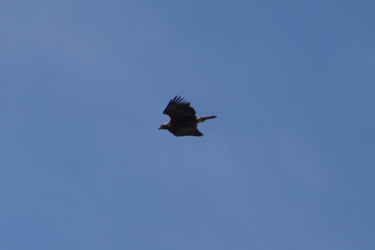 白肩鵰 - ML647073144