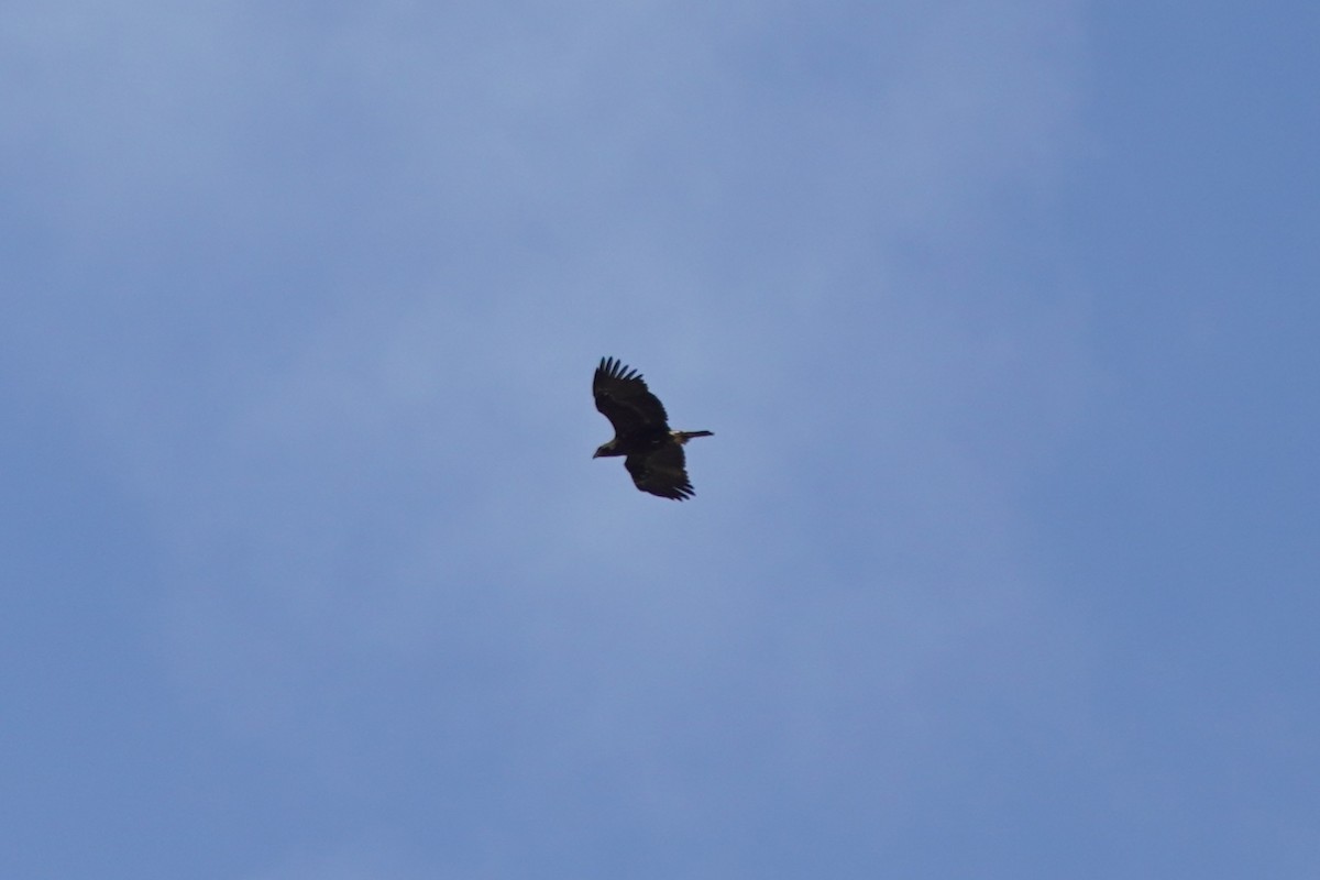 白肩鵰 - ML647073145