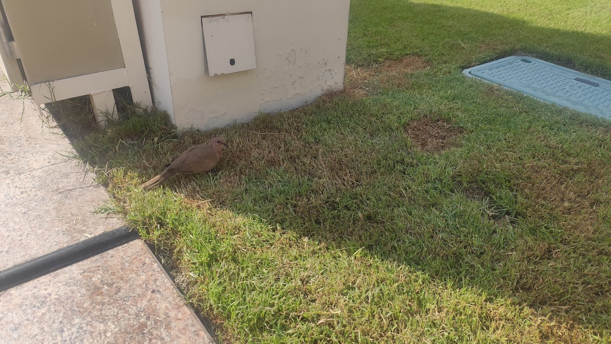 Laughing Dove - ML647073156