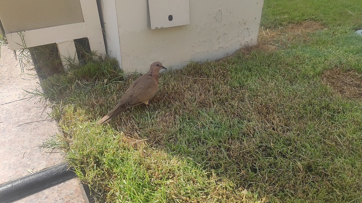 Laughing Dove - ML647073157