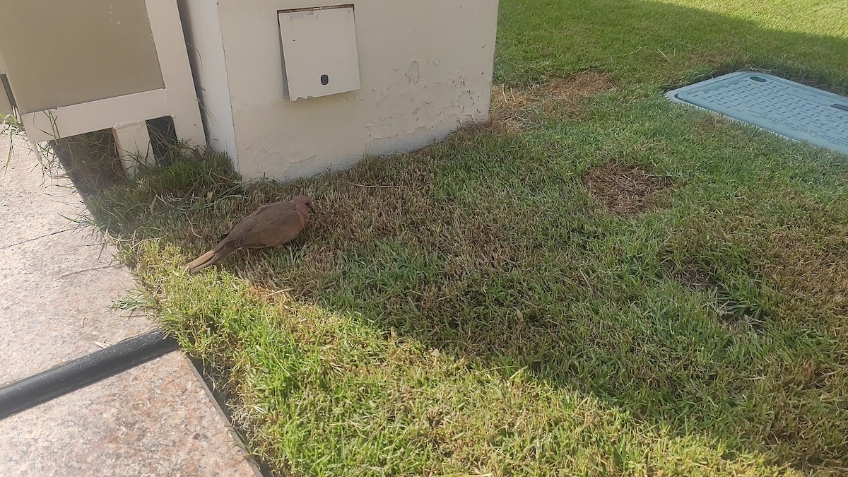 Laughing Dove - ML647073158