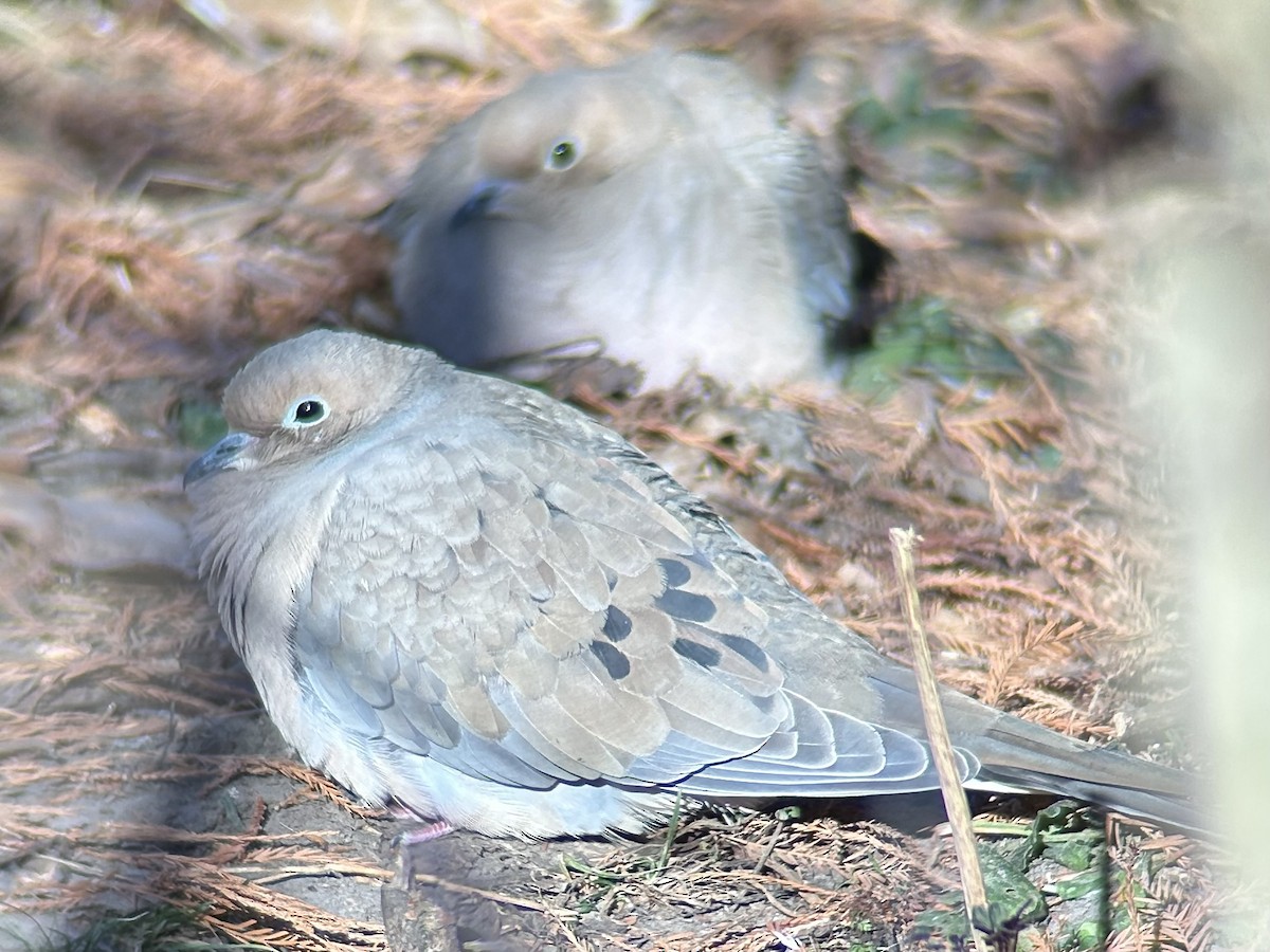 Mourning Dove - ML647073160