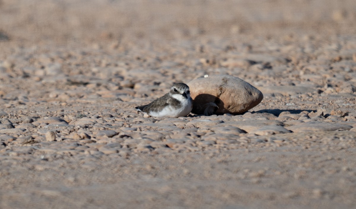 Tibet Cılıbıtı - ML647073162
