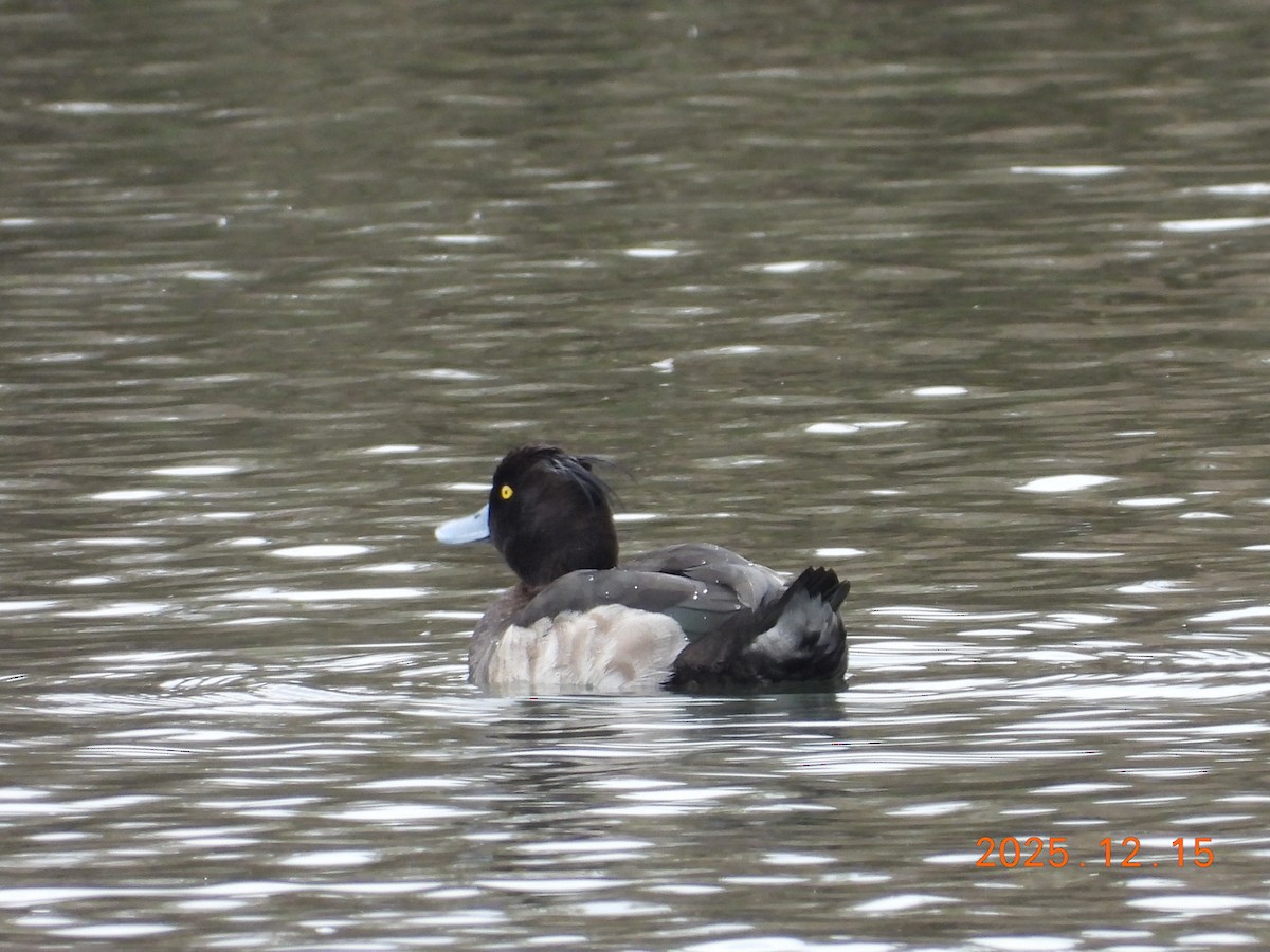 Tufted Duck - ML647073163
