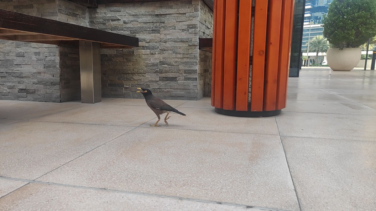 家八哥 - ML647073172