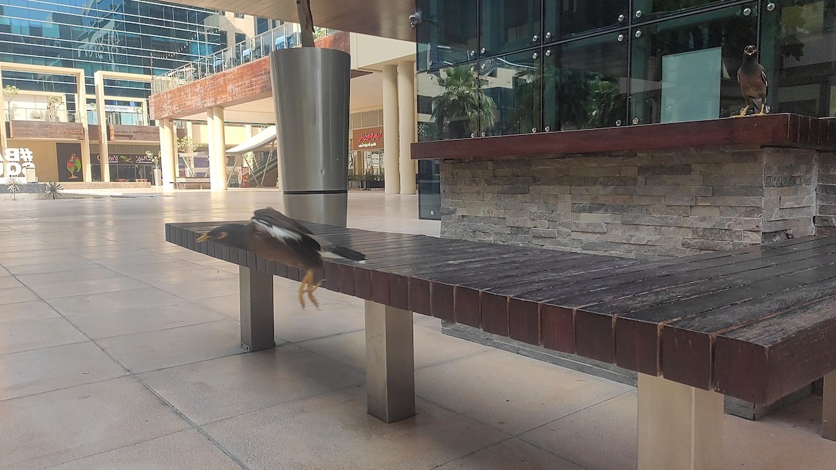 家八哥 - ML647073173