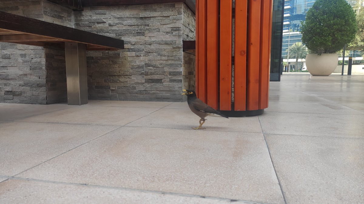 家八哥 - ML647073175