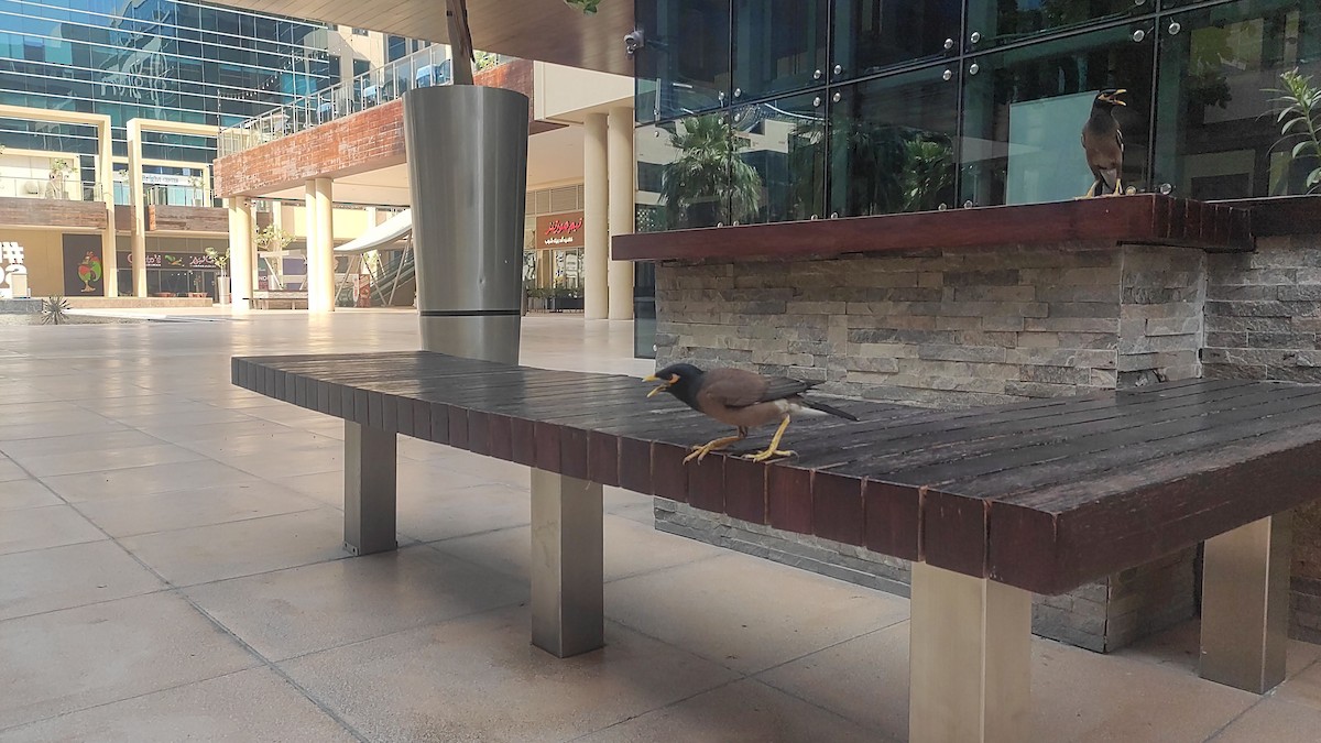 家八哥 - ML647073176