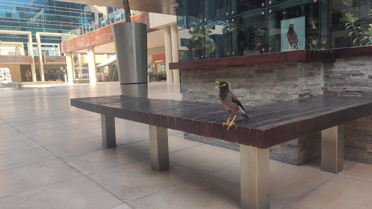 家八哥 - ML647073177