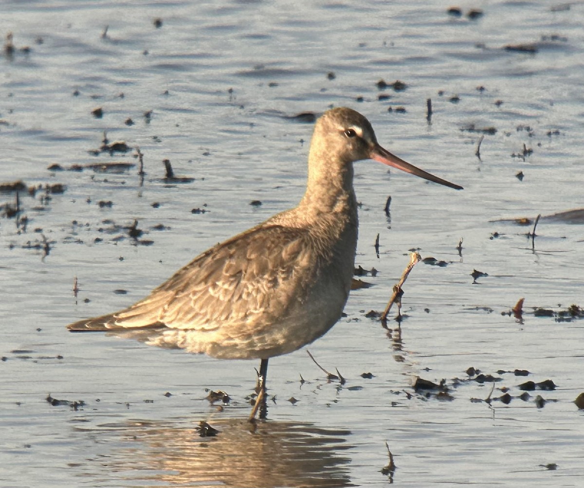Hudsonian Godwit - ML647073188