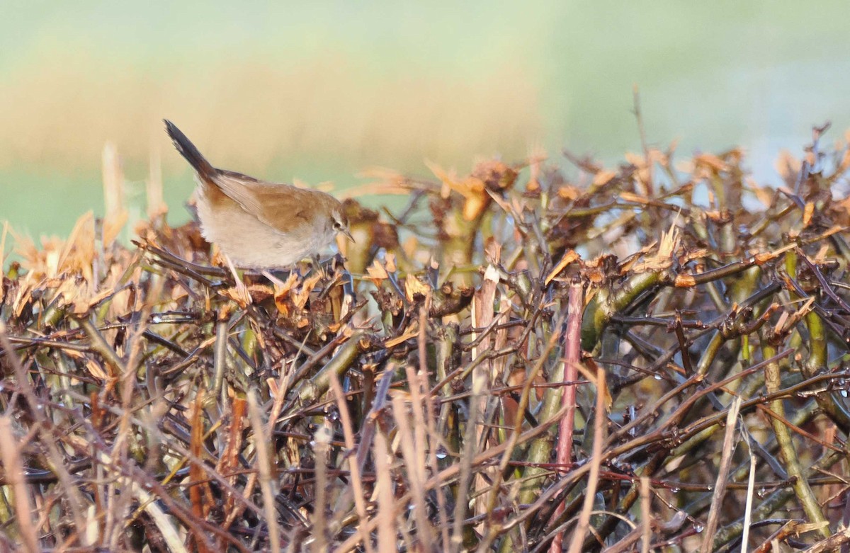 Seidensänger - ML647073198