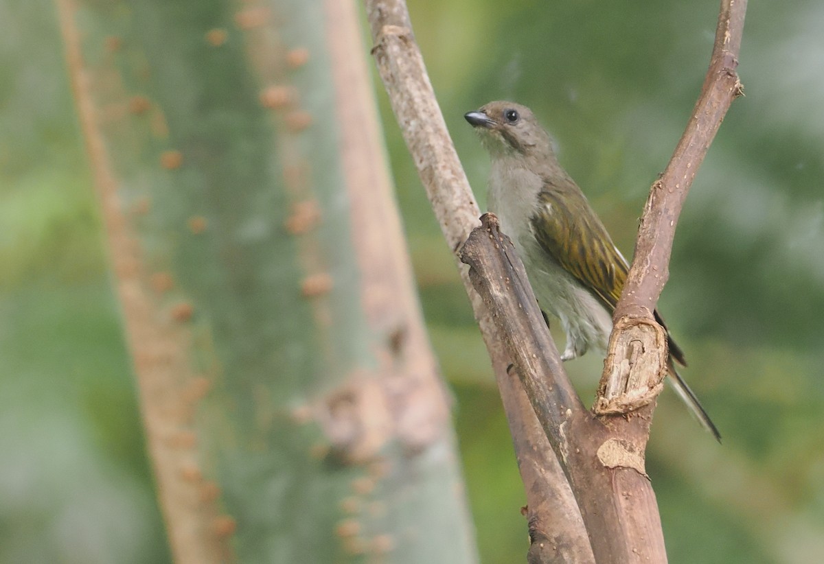 Lesser Honeyguide (Lesser) - ML647073199