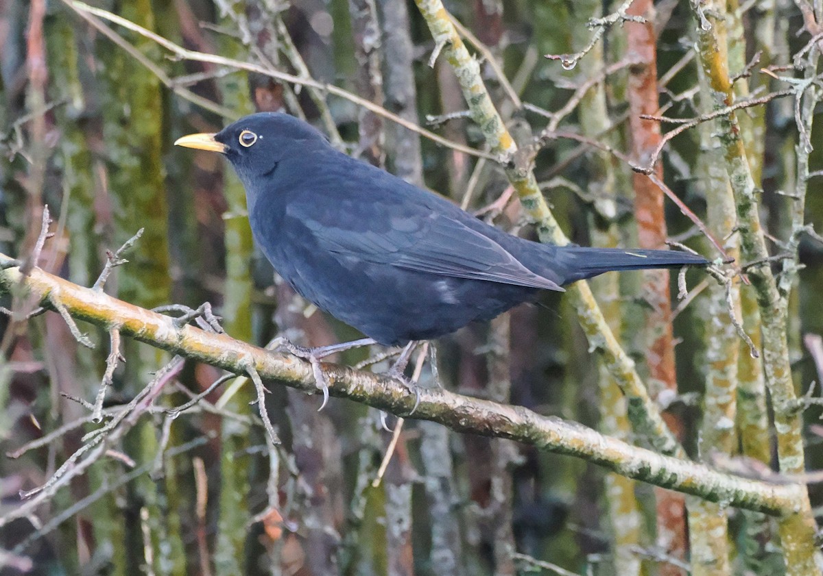 ニシクロウタドリ - ML647073201