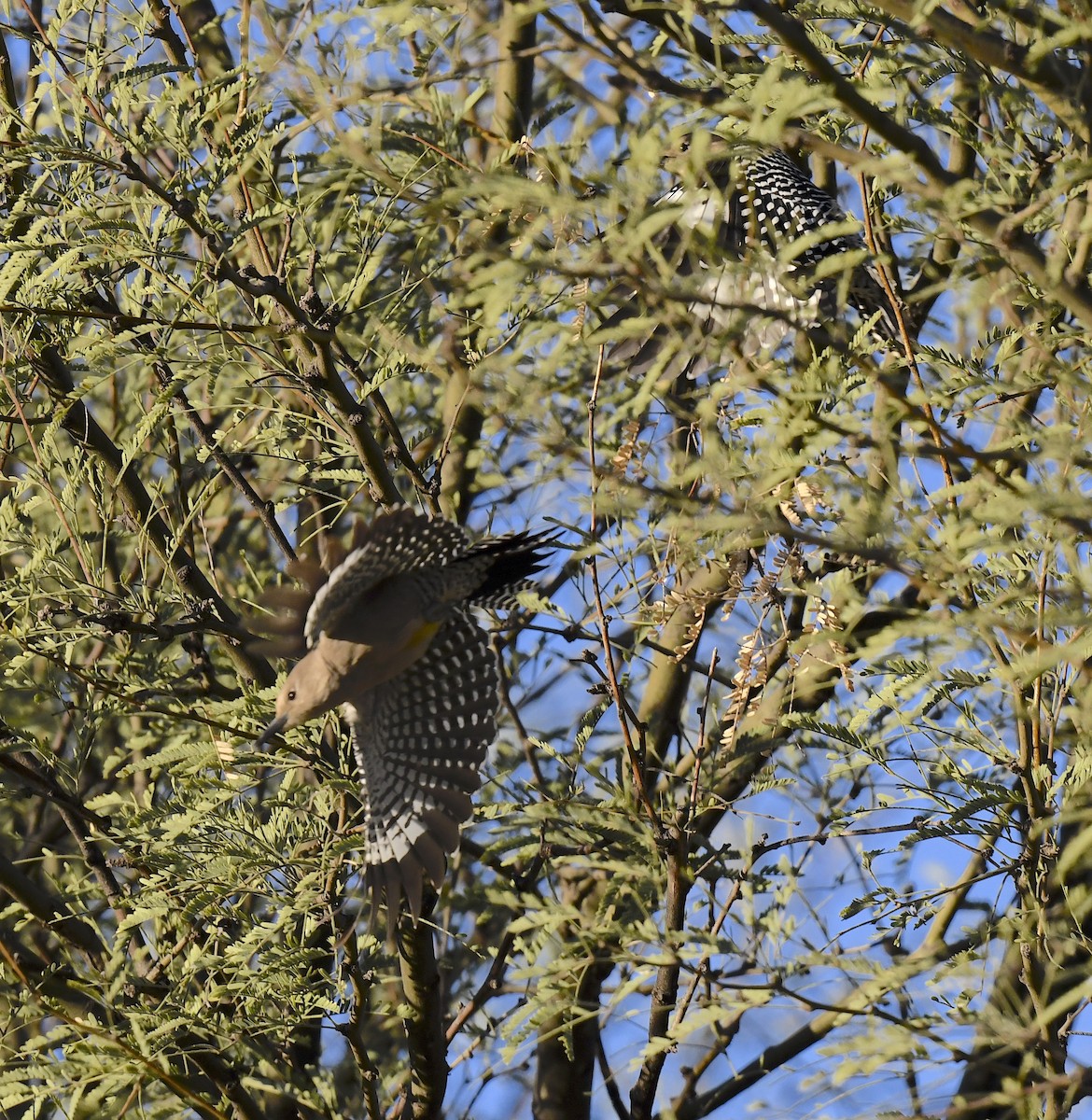 Gila Woodpecker - ML647073206