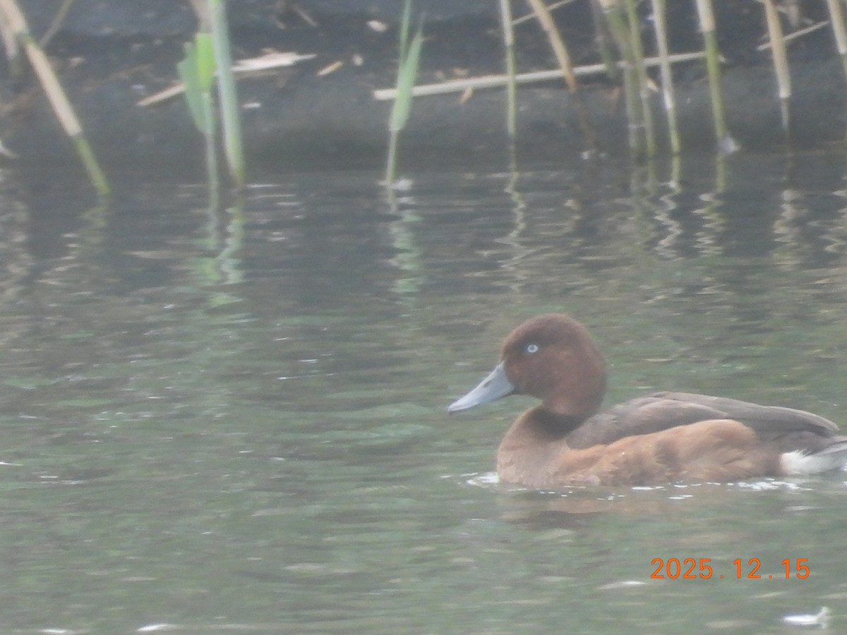 Ferruginous Duck - ML647073221