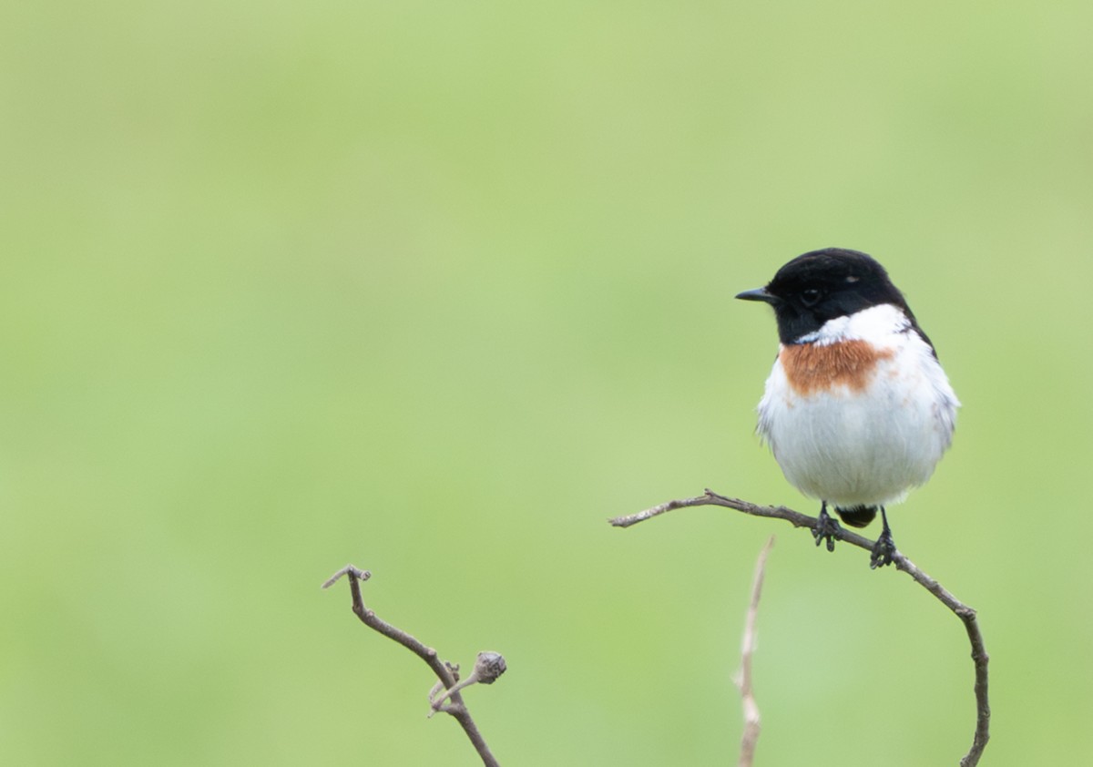 African Stonechat - ML647073222