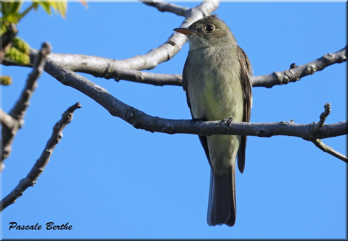 Pioui de l'Est - ML647073229