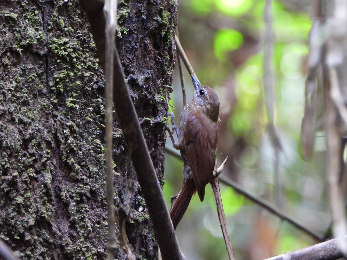 Wedge-billed Woodcreeper - ML647073232