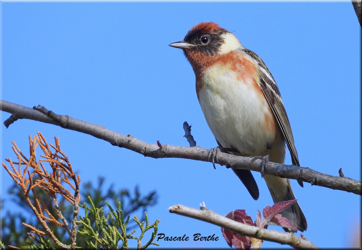 Paruline à poitrine baie - ML647073238