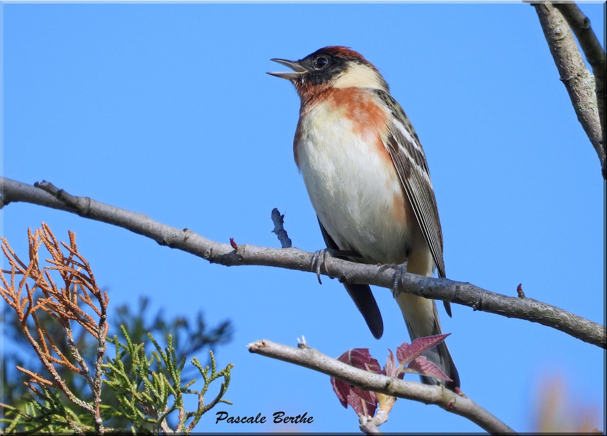 Paruline à poitrine baie - ML647073239