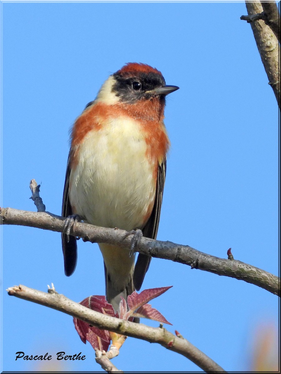 Paruline à poitrine baie - ML647073240