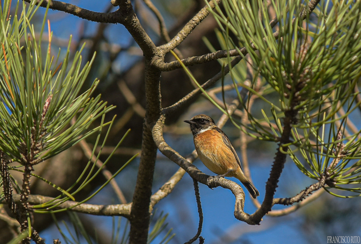 European Stonechat - ML647073252