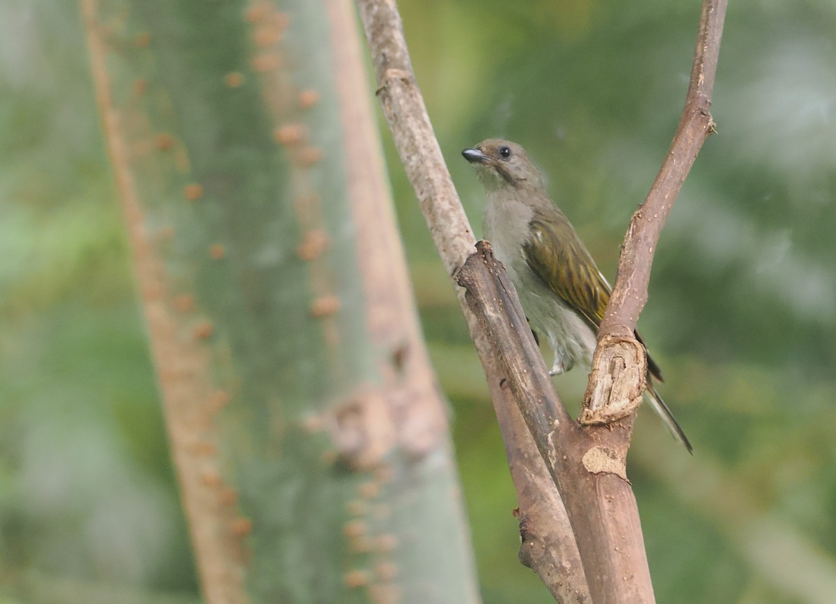 Lesser Honeyguide (Lesser) - ML647073253