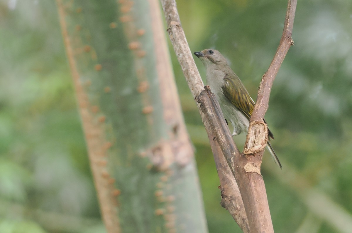Lesser Honeyguide (Lesser) - ML647073261