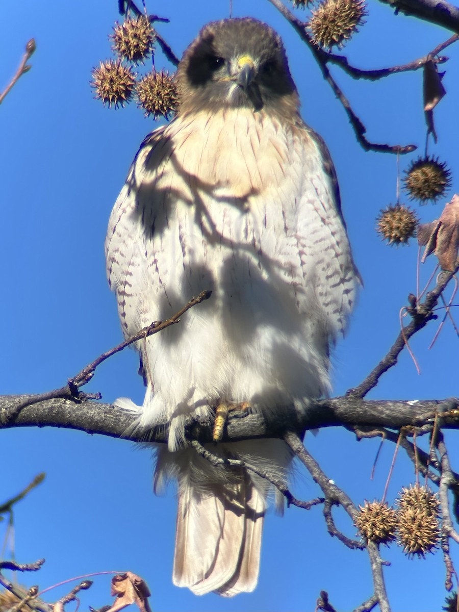 Busardo Colirrojo - ML647073263