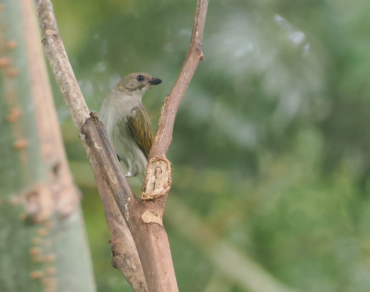 Lesser Honeyguide (Lesser) - ML647073270