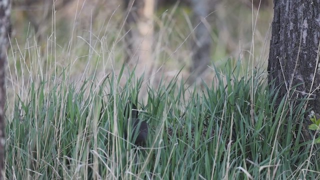 Okil beltza - ML647073271