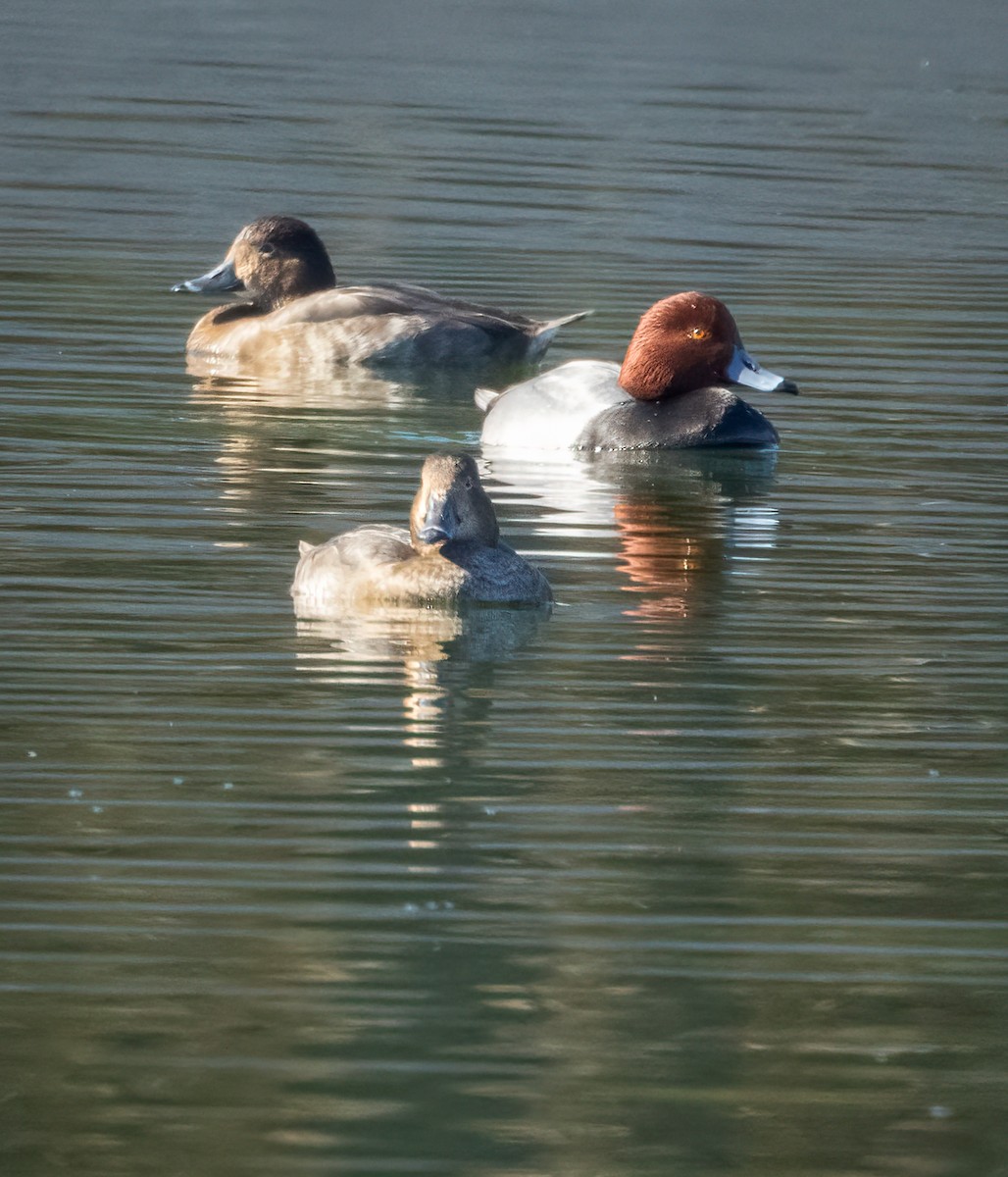 Redhead - ML647073279