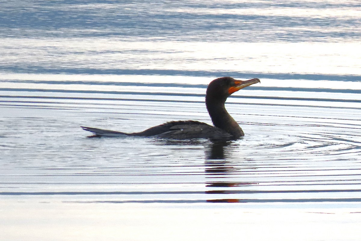 Double-crested Cormorant - ML647073300