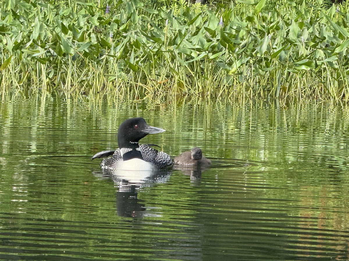 Strolaga maggiore - ML647073319