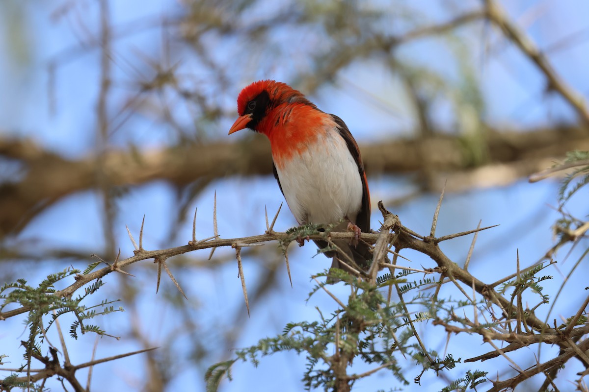 アカガシラモリハタオリ - ML647073325