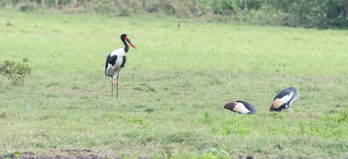 Saddle-billed Stork - ML647073326