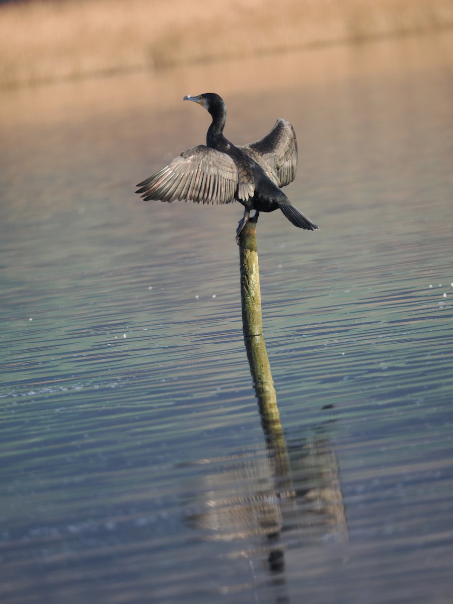 kormorán velký - ML647073327