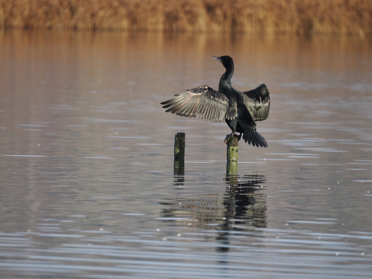 kormorán velký - ML647073330