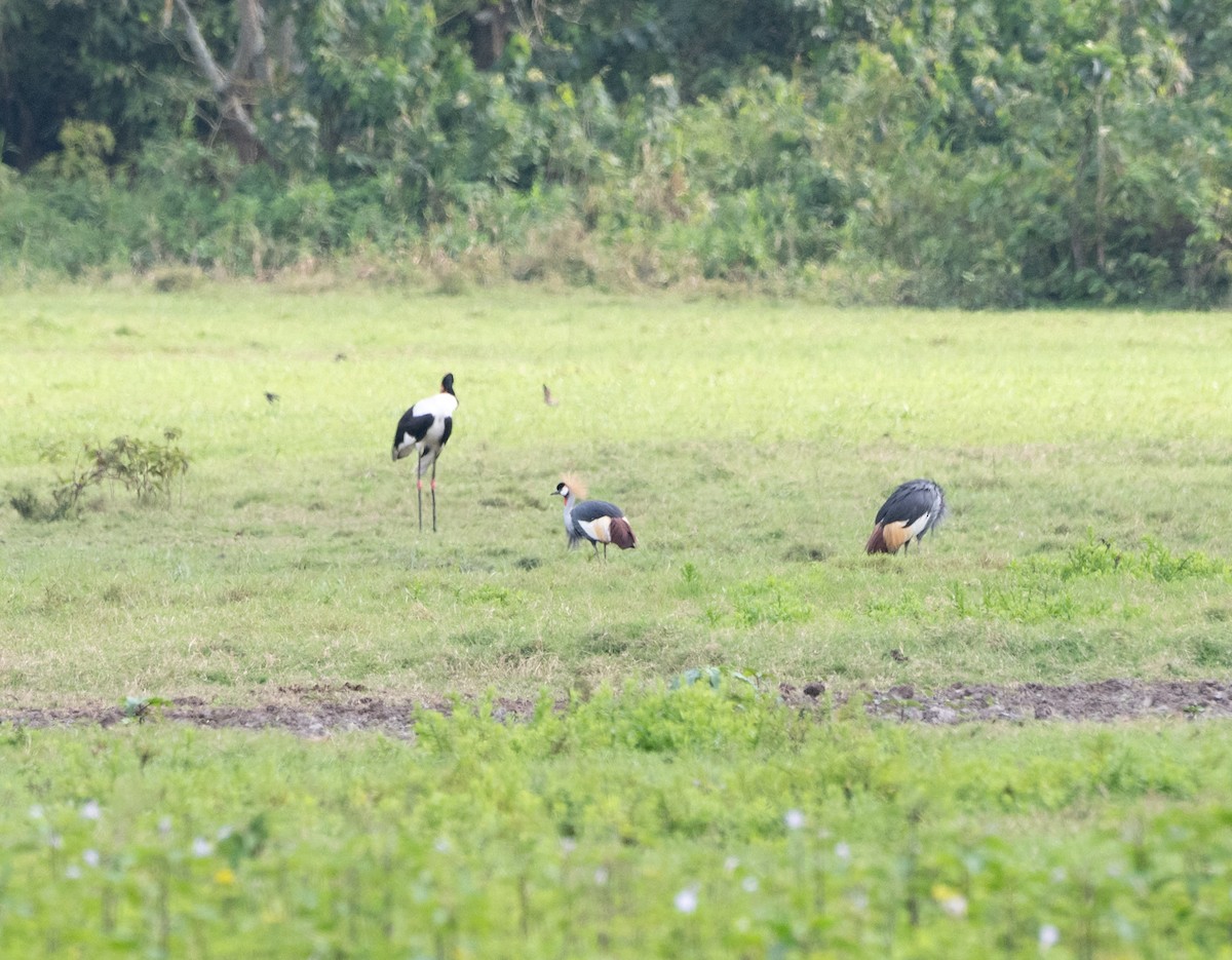 Gray Crowned-Crane - ML647073341