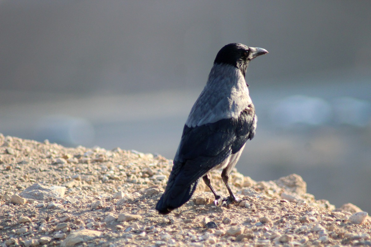 Hooded Crow - ML647073345